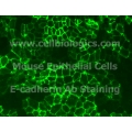 GFP Mouse Epithelial Cells